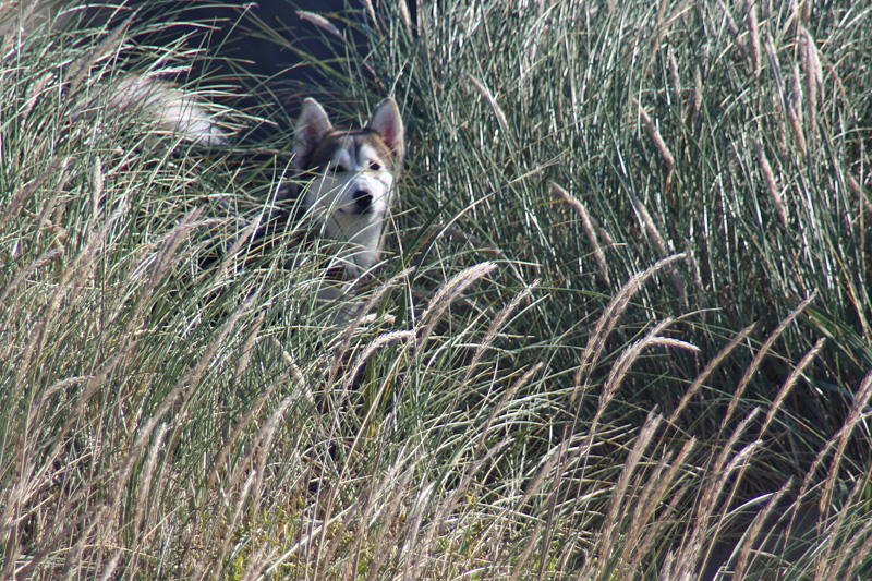 Kleiner Husky in hohem Gras