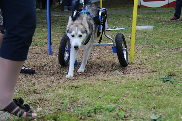 Paralympixx für Hunde